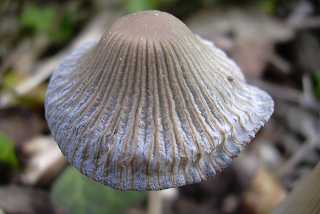 coprin impatient, coprinus impatiens