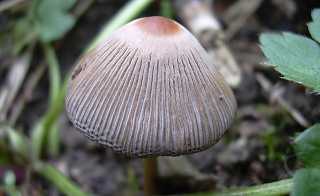 coprin marculentus, coprinus marculentus