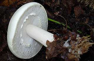 voile intact de champignon