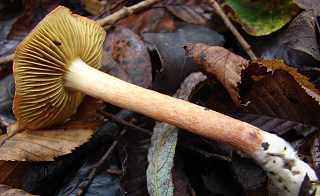 cortinaire des marais, cortinarius uliginosus