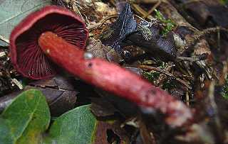 cortinaire, cortinarius puniceus