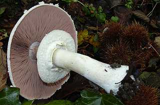 voile dchir de champignon avec restes sur la marge