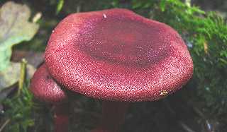 cortinaire sanguin, cortinarius sanguineus