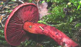 cortinaire sanguin, cortinarius sanguineus