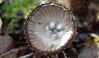 cyathe stri, cyathus striatus