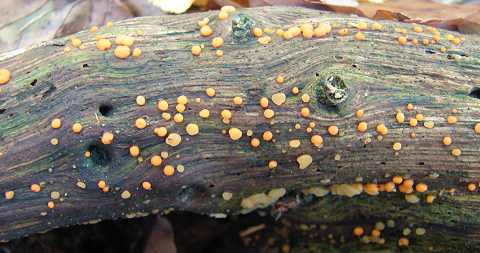 dacrymycte  spores variables, dacrymyces variisporus