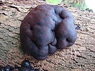 daldinia concentrique, daldinia concentrica