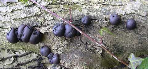 daldinia concentrique, daldinia concentrica