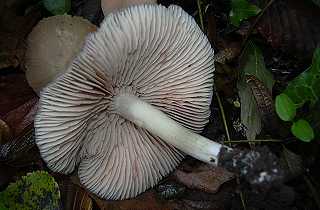 entolome nitreux, entoloma nidorosum