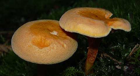clitocybe orangé, hygrophoropsis aurantiaca