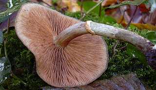 galre d'automne, galerina autumnalis