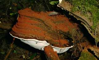 ganoderme austral, ganoderma australe