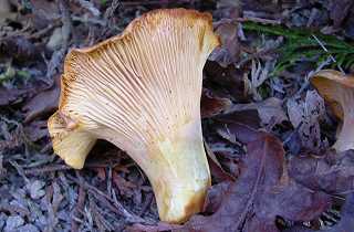 girolle ferrugineuse, cantharellus ferruginascenss