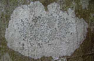 graphis scripta