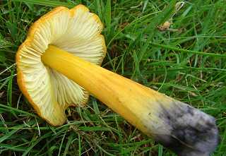 hygrophore conique, hygrocybe conica