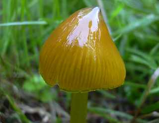 hygrophore conique var. verdtre,  hygrocybe conica var. chloroides