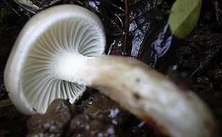 hygrophore de Lindtner, hygrophorus lindtneri