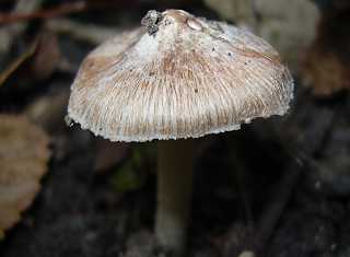inocybe fastigi, inocybe fastigiata