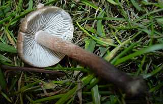 inocybe variable, inocybe curvipes