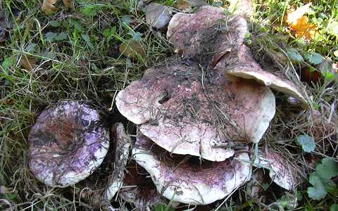 lactaire des peupliers, lactarius controversus