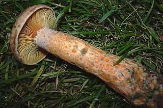 lactaire de l'pica, lactarius deterrimus