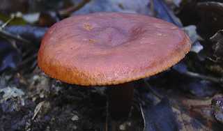 lactaire presque umbon, lactarius subumbonatus