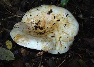 lactaire verdissant, lactarius glaucescens