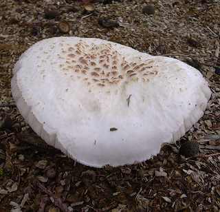 lentin tigr, lentinus tigrinus