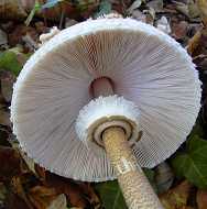 lpiote leve, coulemelle, macrolepiota procera
