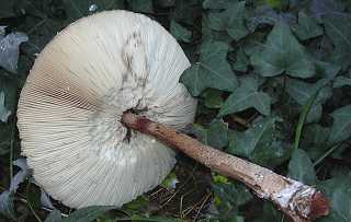 lpiote fuligineuse, macrolepiota fuliginosa