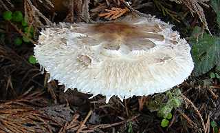 lpiote vnneuse, macrolepiota venenata