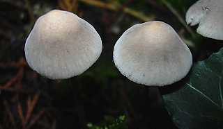 marasme chalote, marasmius scorodonius