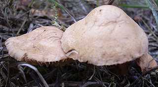 marasme des orades, mousseron d'automne, marasmius oreades