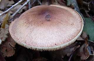marge récurvée de champignon