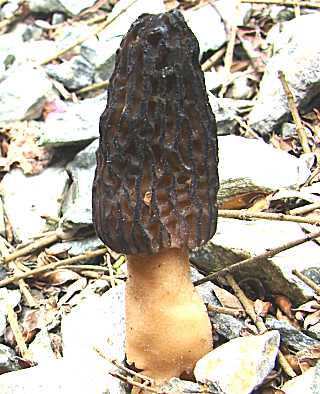 morille conique, morchella conica