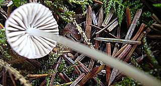 mycne adonis, mycena adonis