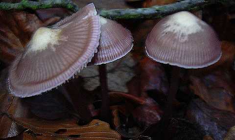 mycne  deux odeurs, mycena diosma