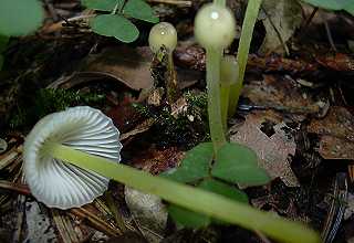 mycne epipterygioides, mycena epipterygioides