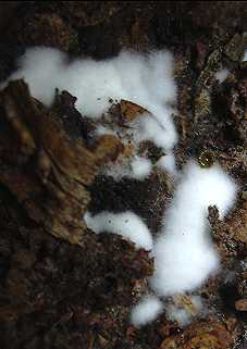 myclium