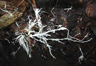 mycelium secondaire