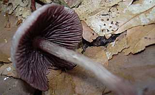 mycne plianthine, mycena pelianthina