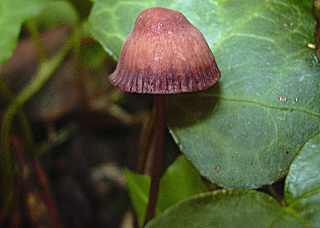 mycne sanguinolent, mycena sanguinolenta