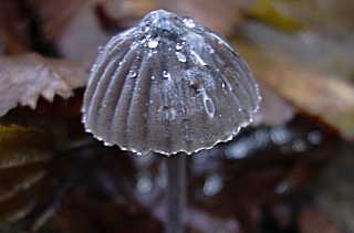 mycne pseudocorticole, mycena pseudocorticola