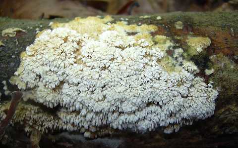 odontie Barbe-de-Jupiter, hyphodontia barba-jovis