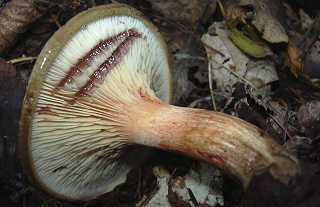 paxille enroul, paxillus involutus
