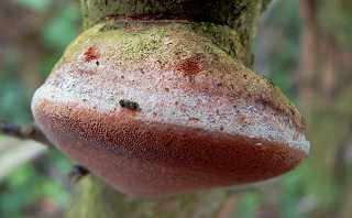 phellin tuberculeux, phellinus tuberculosus