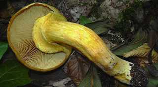 pholiote remarquable, gymnopilus spectabilis