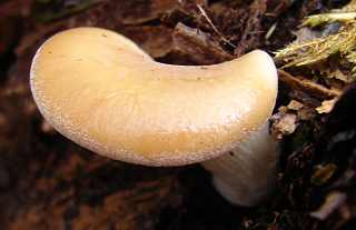 pleurote ptalode, hohenbuehelia petaloides