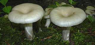 pleurote corne d'abondance, pleurotus cornucopiae