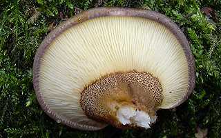 pleurote tardif, panellus serotinus